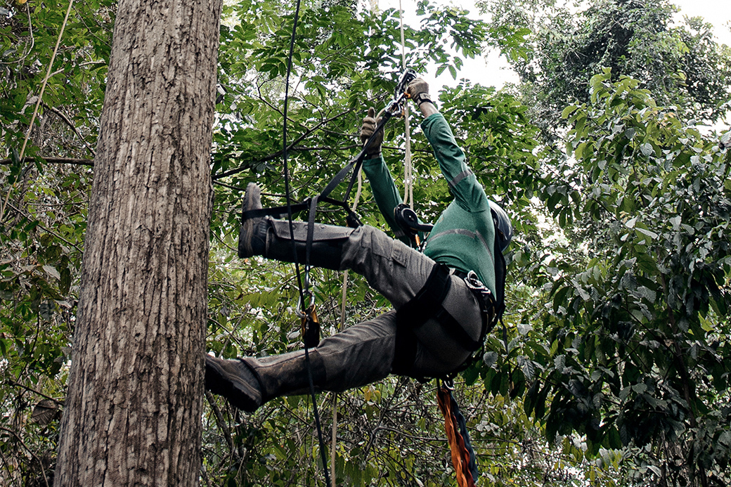 tree climber in protective gear and harness